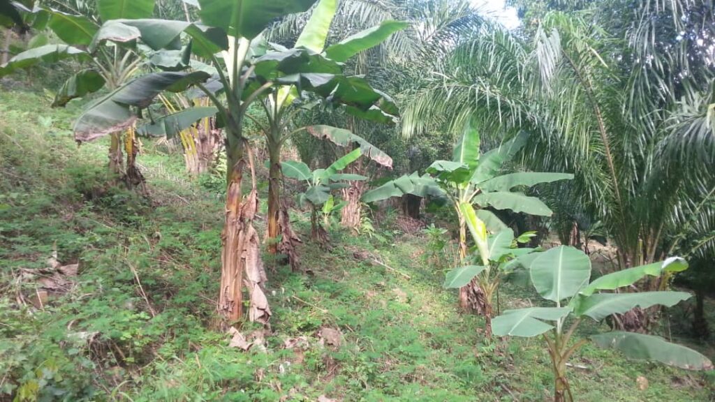 Ecovillage Centre des Hommes projekti maa