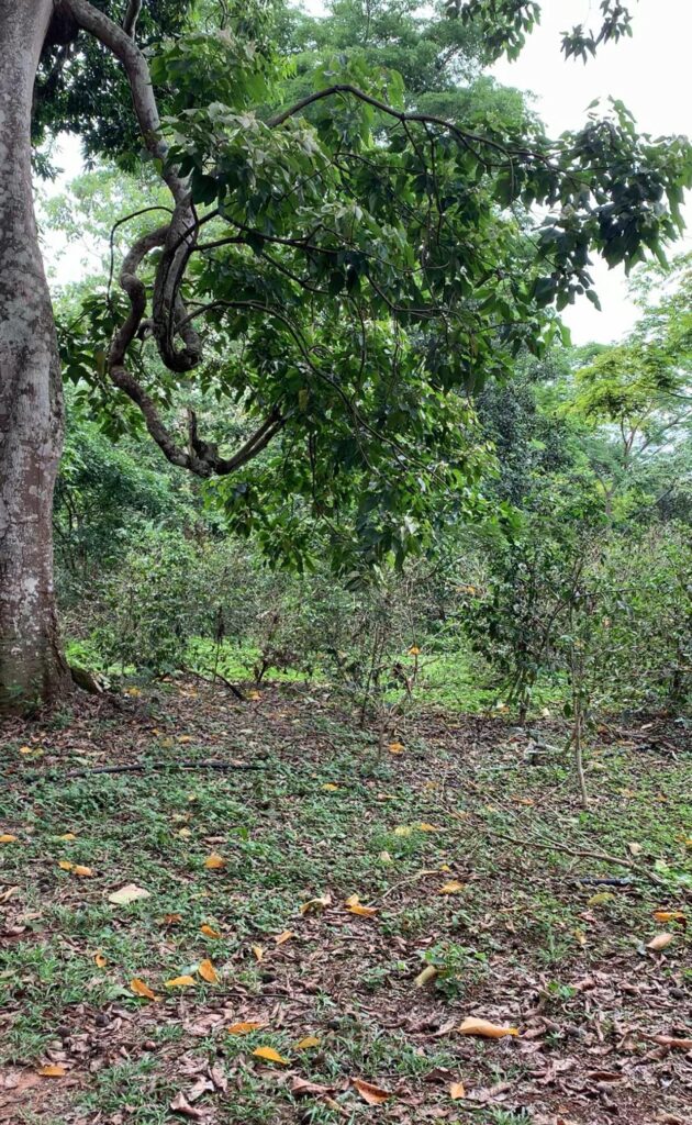 Kloostri haritav põld