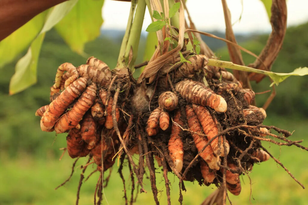 Turmeric harvest