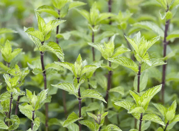 African Fresh Peppermint Leaves