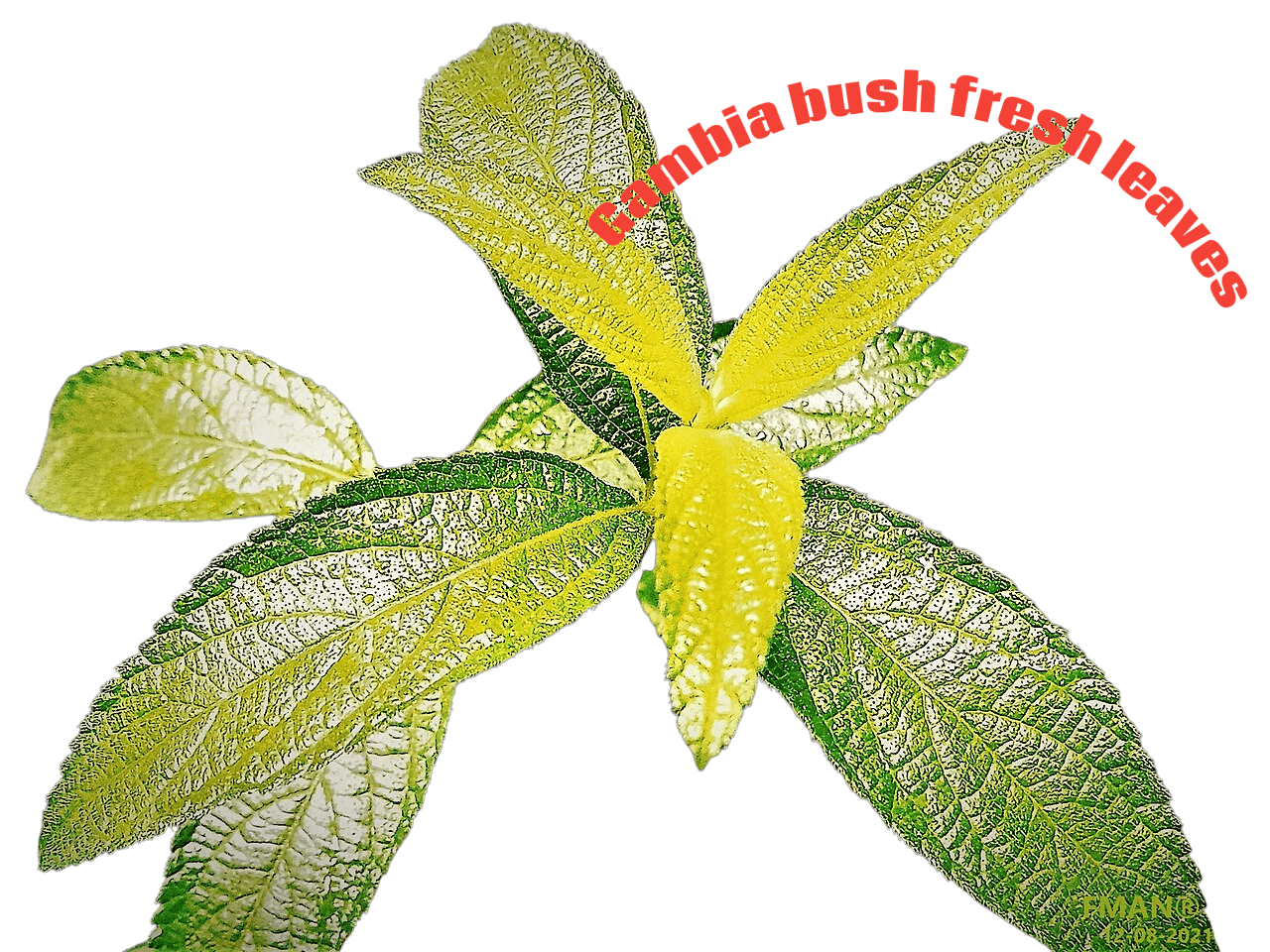 Gambia Bush Fresh Leaves