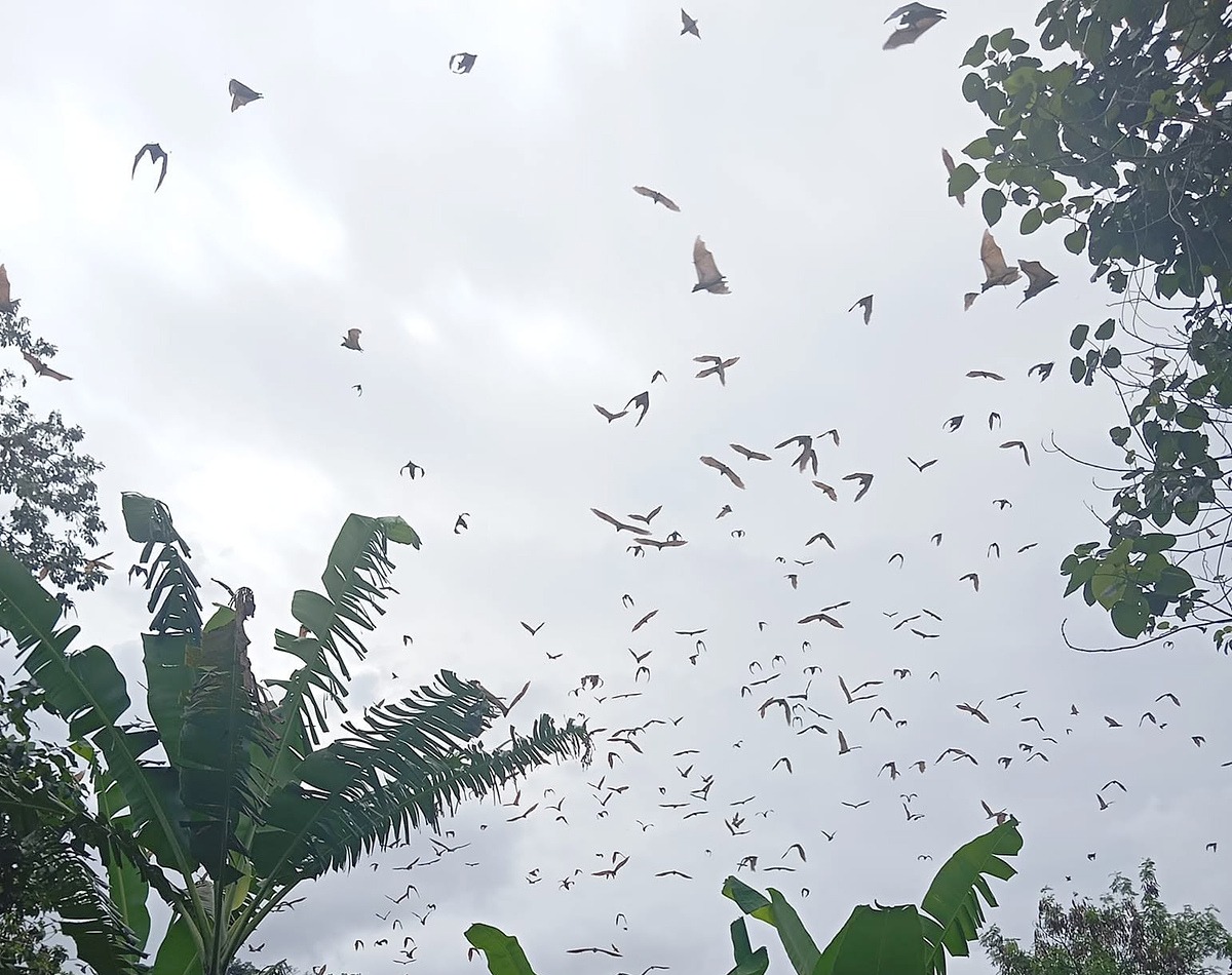 Chauves-souris en vol pour illustrer la sortie de découverte