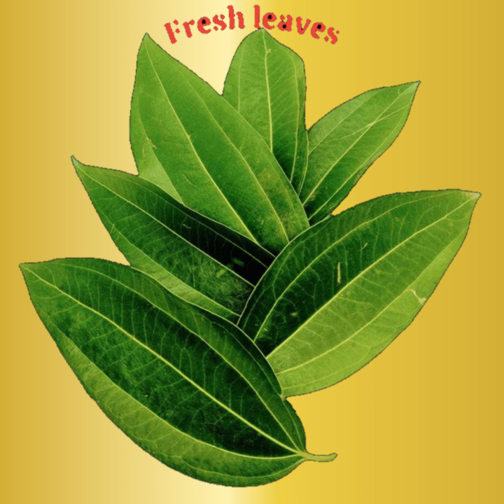 Fresh Cinnamon Leaves